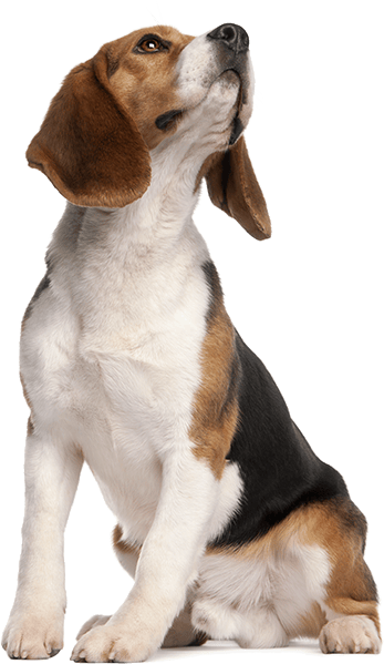 Young dog looking up.