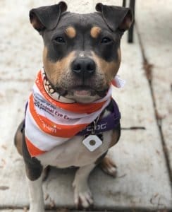 AVCVA Offers Free Service Animal Eye Screenings Year-Round