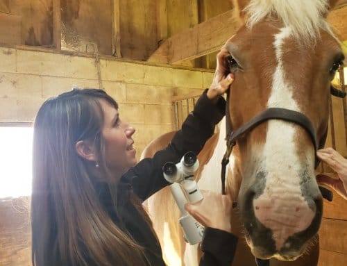 Caring for the Horses of Untamed Spirit