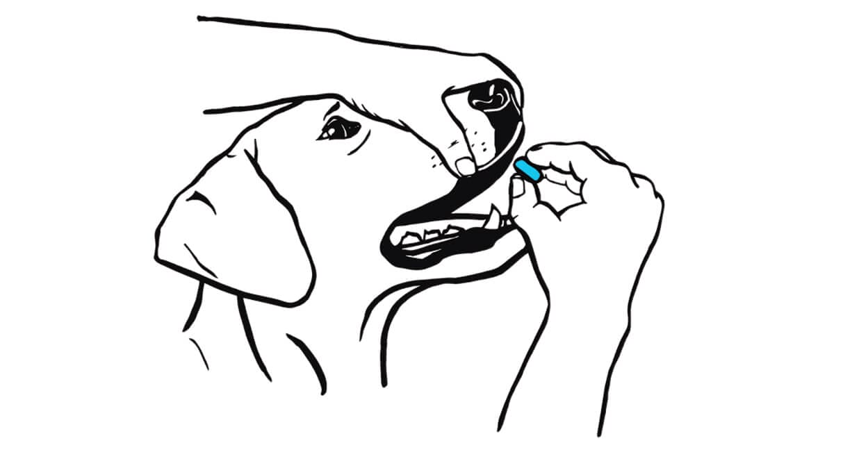 How to feed a dog a pill hotsell