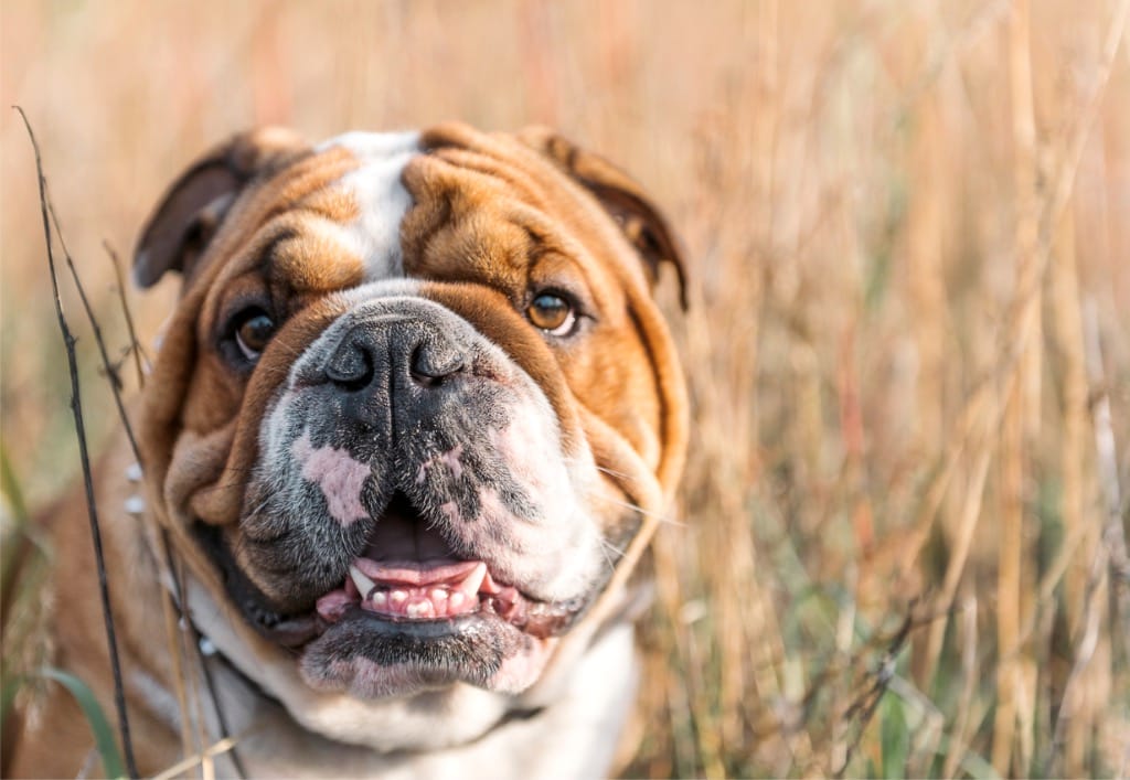 Brown bulldog with tongue out HD wallpaper | Wallpaper Flare