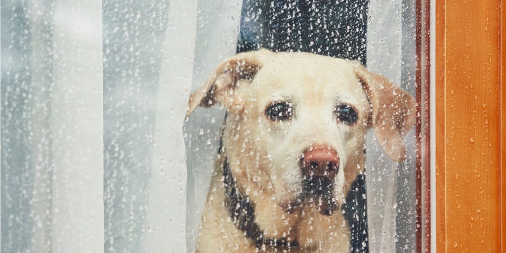 Tips and Advice | Hurricane Season is Here. Are You and Your Pets Ready? | Animal Vision Center of VA