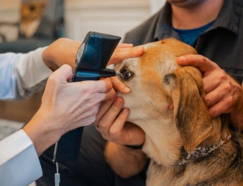 Helping service and working animals see a better life