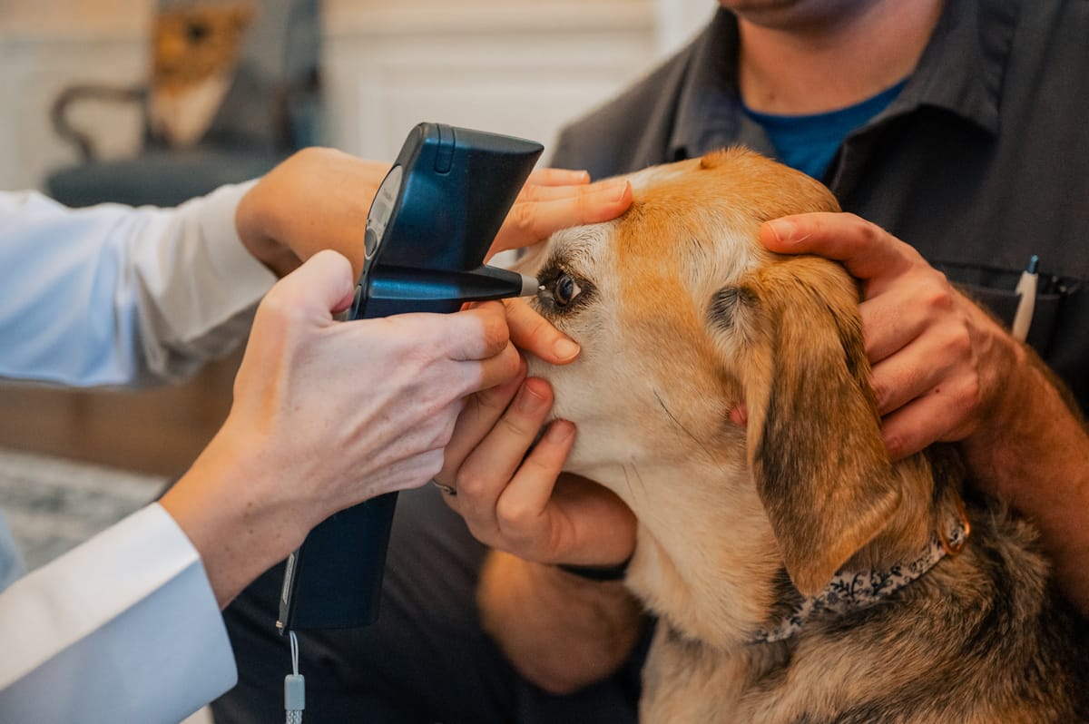 Ocular Exam of Beagle