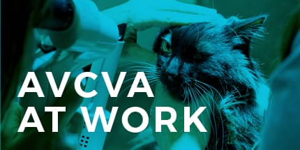 IN FOCUS Blog - AVCVA at Work | Animal Vision Center of VA