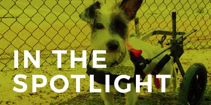 IN FOCUS Blog - In the Spotlight | Animal Vision Center of VA