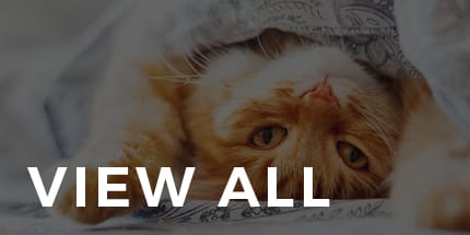 IN FOCUS Blog - View All Topics | Animal Vision Center of VA