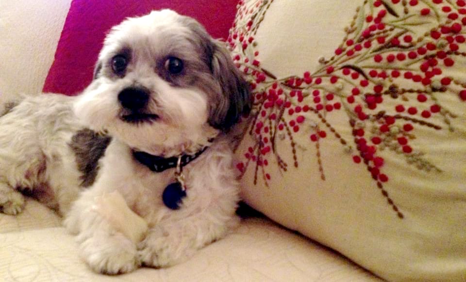 Client Brady Colby | Animal Vision Center of Virginia