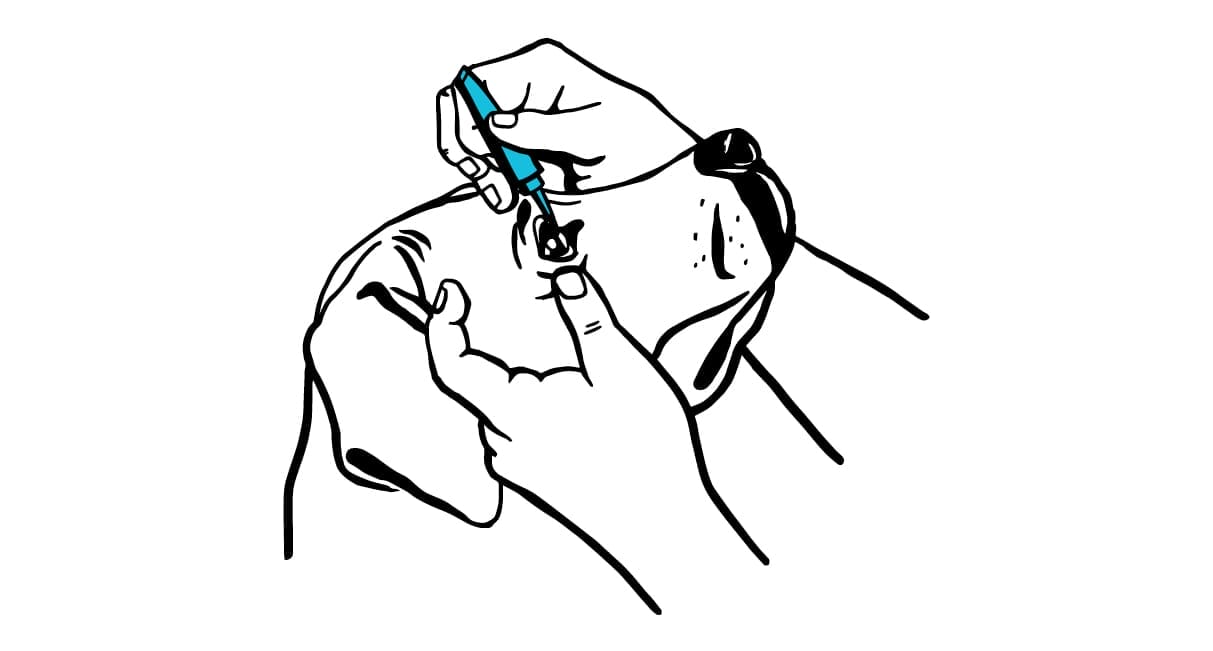 How to administer eye ointment to your pet Animal Vision Center of VA