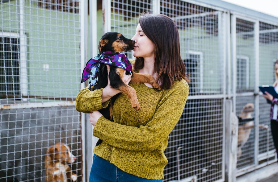 Adopt a Shelter Dog or Cat Month | Animal Vision Center of VA