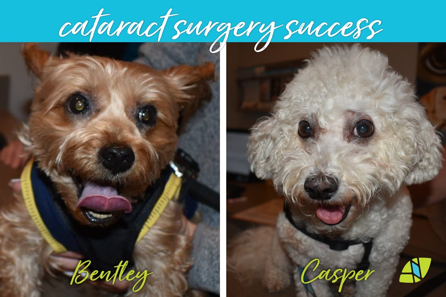 Free cataract hot sale surgery for dogs