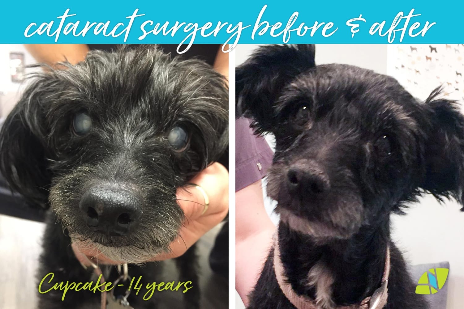 Low cost cataract surgery for dogs hotsell