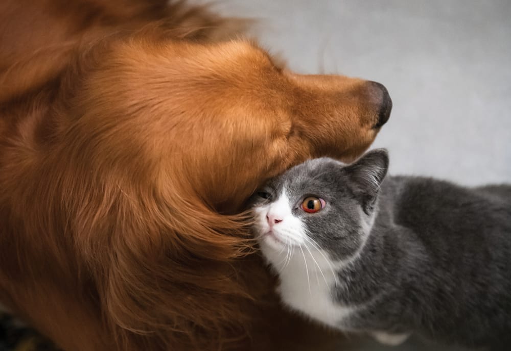 Uveitis Causes and Treatment Affecting Dogs and Cats