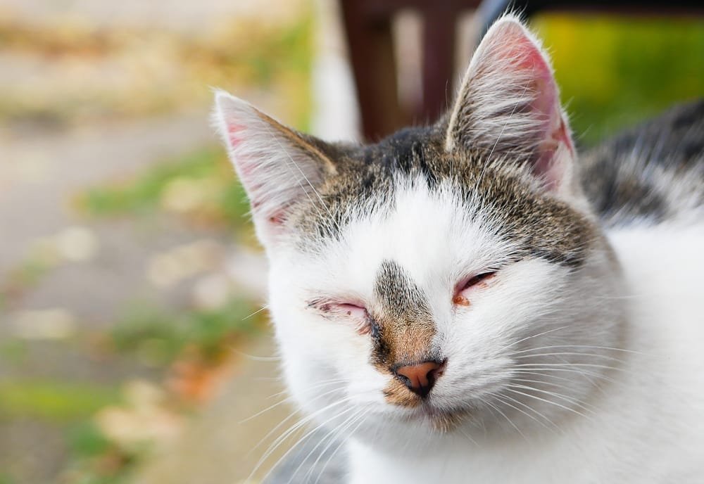 Treatment for cat store herpes