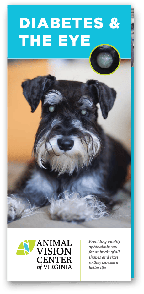 Diabetes & the Eye Brochure Cover