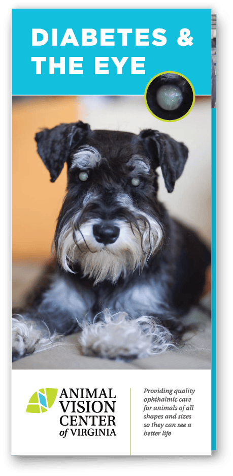 Diabetes & the Eye Brochure Cover