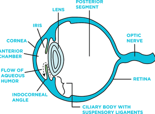 Ocular Anatomy for Glaucoma