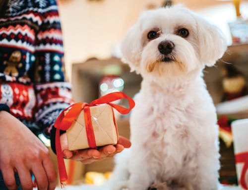 Keeping your Pets Safe over the Holidays