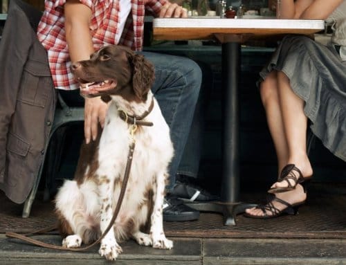 10 Dog-Friendly Places For You and Your Bestie
