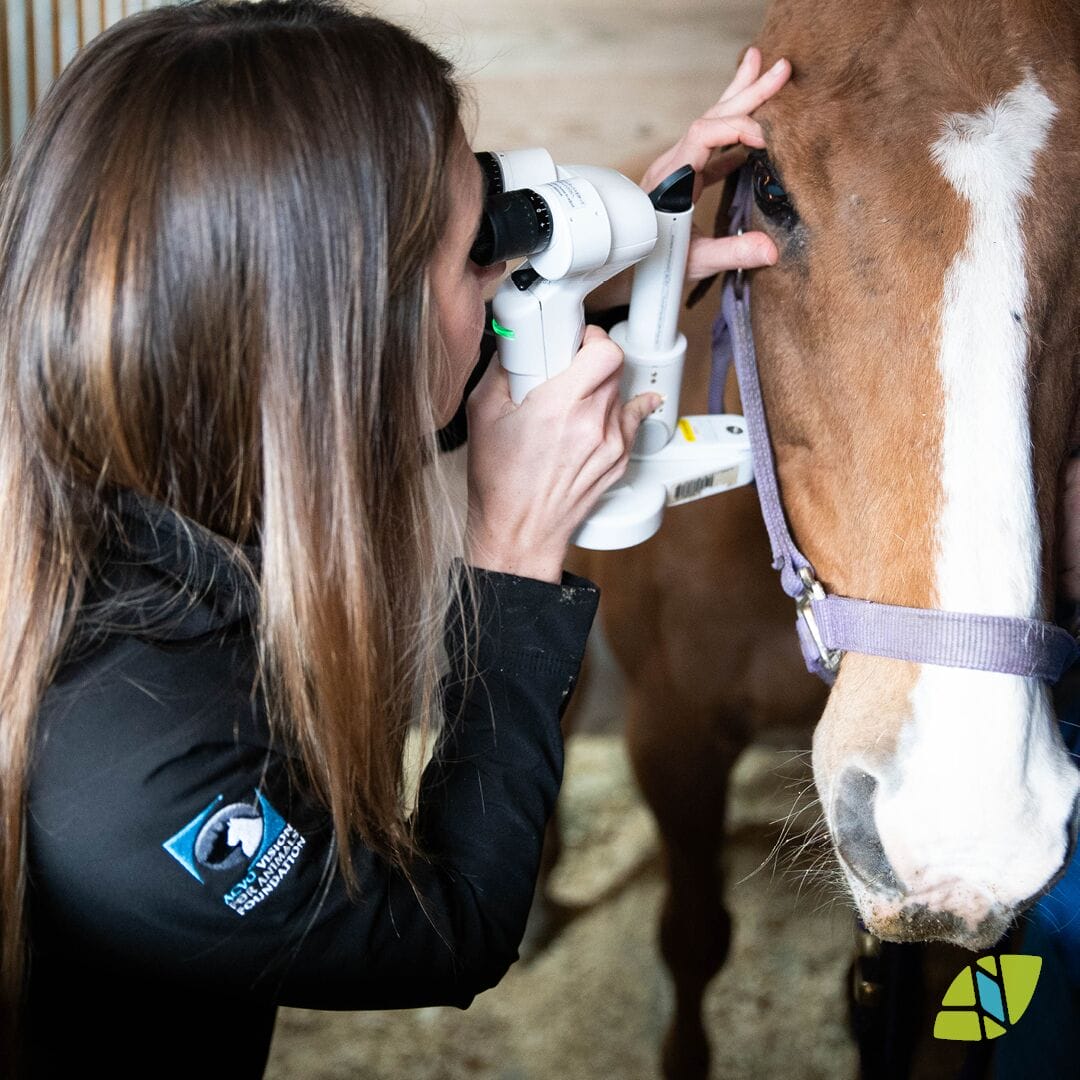 Equine eye exam