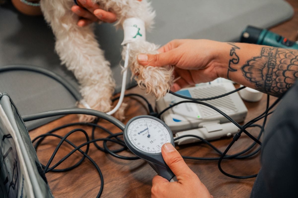 Blood pressure reading equipment for pet patients