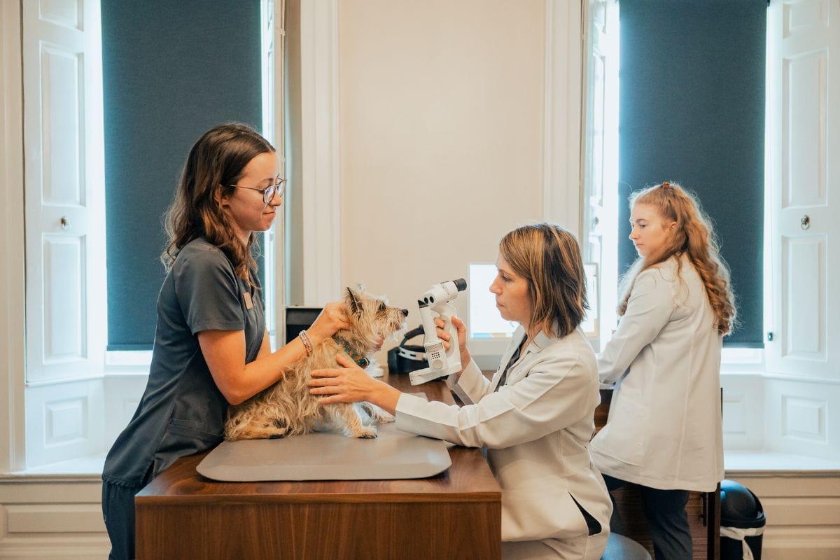 Terrier dog receives eye exam from Dr. Heather Brookshire