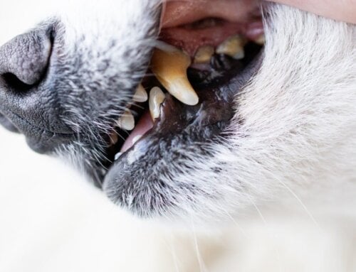 Healthy Teeth can help Save your Pet’s Eyes