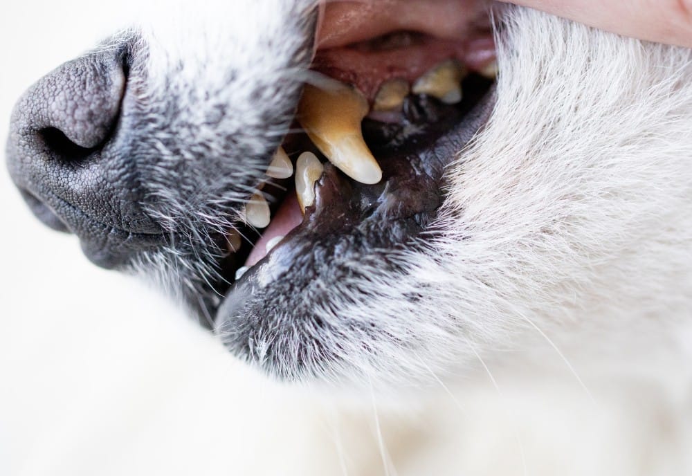 The Connection between Eye Disease and Dental Health