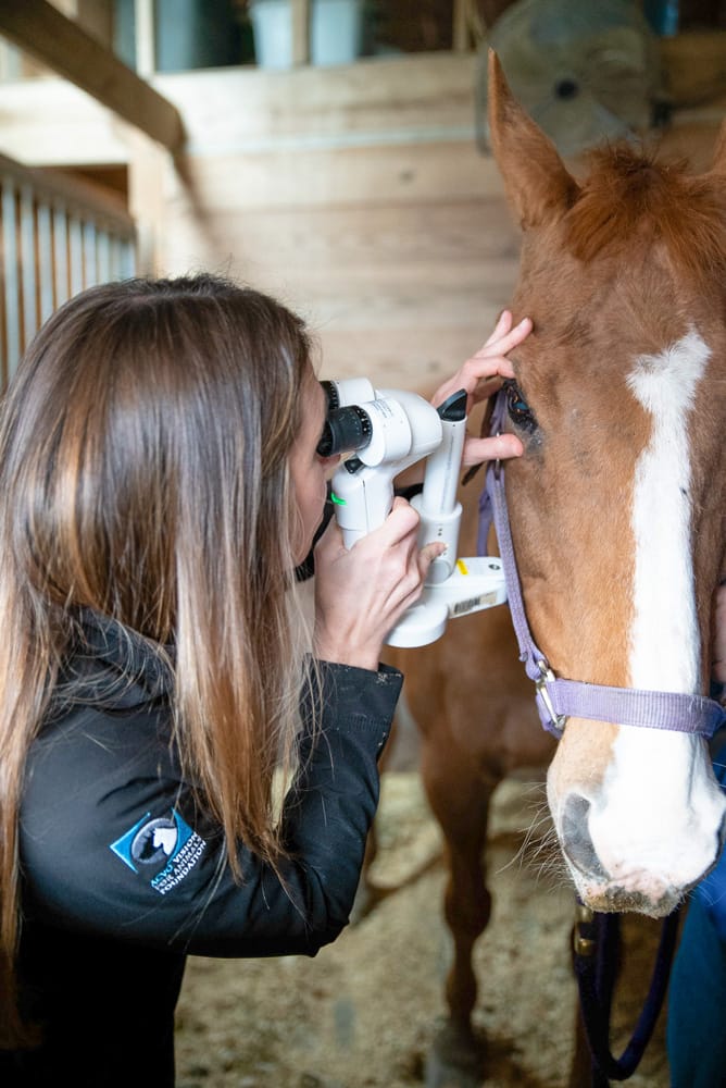 Dr. Heather Brookshire performs equine eye exam