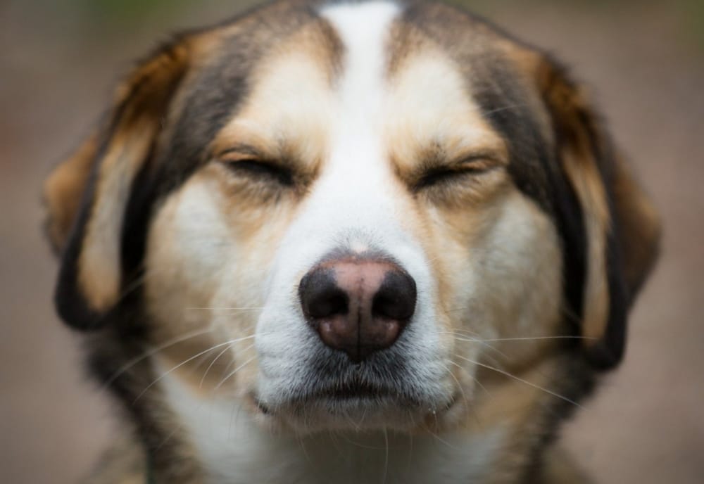 Squinting is a common symptom for a pet's eye injury.