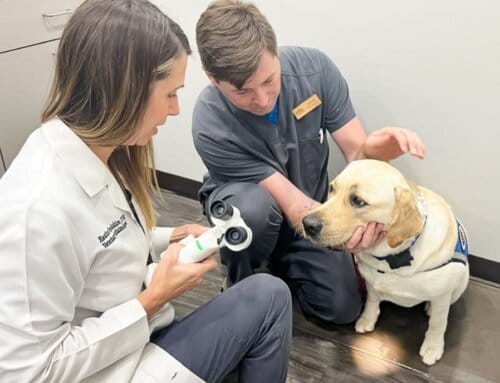 Local Veterinary Practice Honors Service Animals with Free Eye Screenings