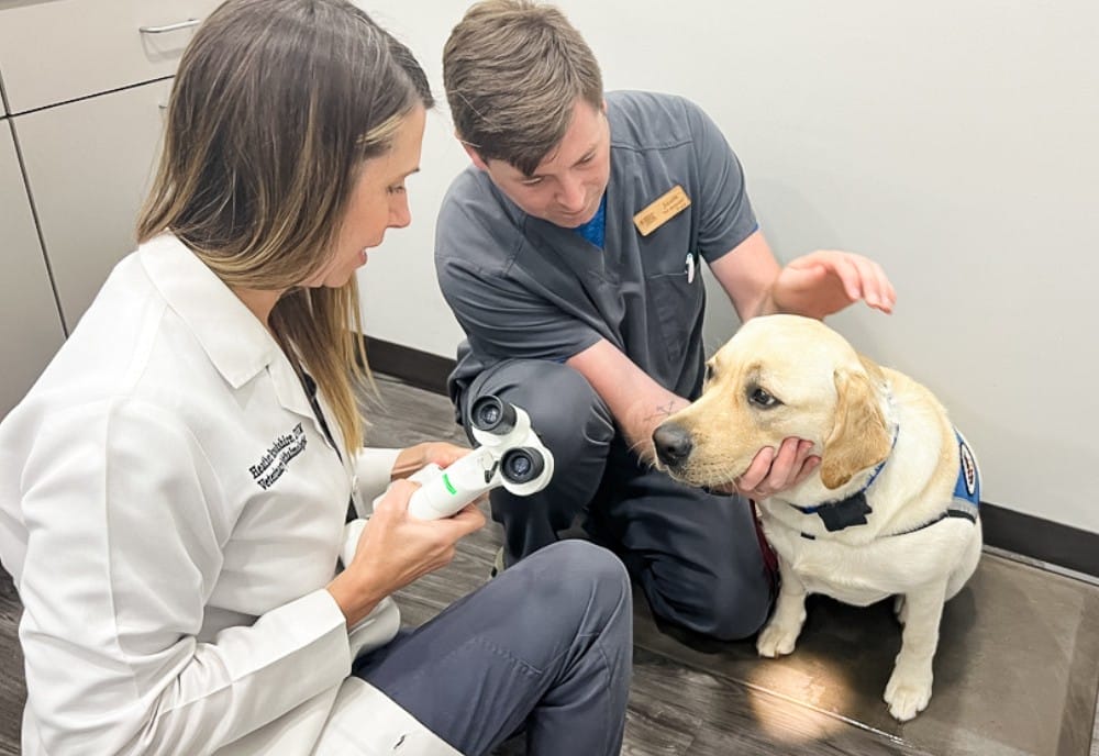 Dr. Brookshire performing eye screening for service and working animals