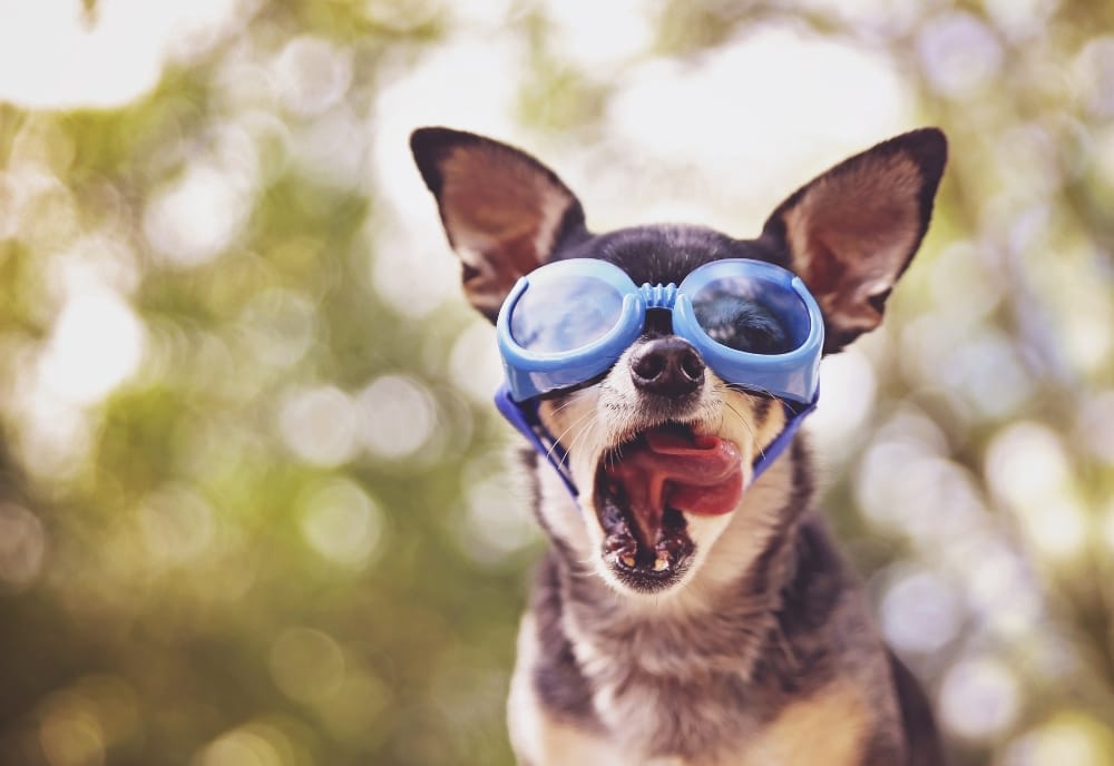 Eye protection for dogs