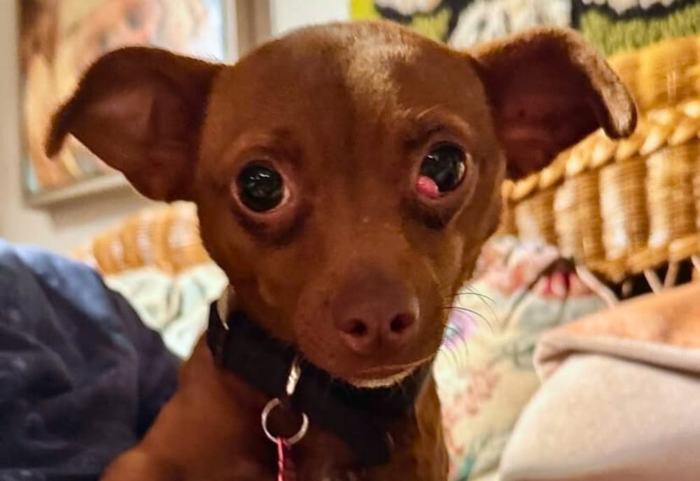 A rescued mixed-breed dog named Billie with prolapsed nictitans gland